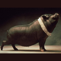 THE TEACHING OF JESUS