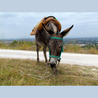 From the Mouth of an Ass