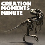 Creation Moments Minute