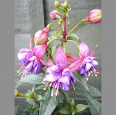 Stefania Lintonbons posts