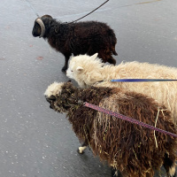 PKP #421 - Von Schokokeksen und Schafen