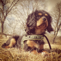 Likheten mellan mina barn och min valp!