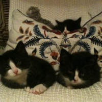 Alfons och hans tes om busiga katter.