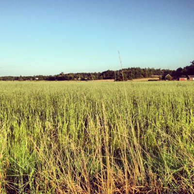 Micke Gunnarssons Posts