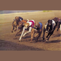 Justin Smith on greyhound racing