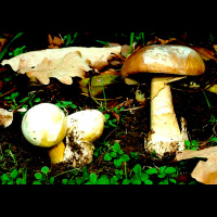 Wild mushroom poisoning warnings after rains