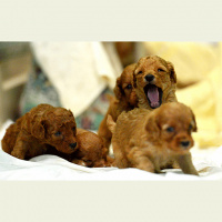 Why would anyone murder innocent puppies?