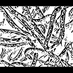 Participatoryculture