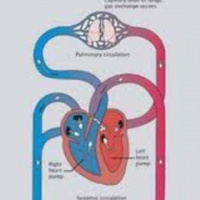 Pulmonary vs systemic circulation/ cardiac layers