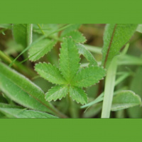 late night John Clare