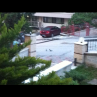 Sabah, kuşlar, böcekler ve köpekler. Saat 5:30