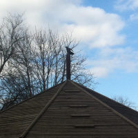 Karga crow of Ankara