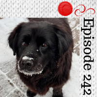 Episode 242 - There Are No Bodies