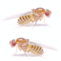 64: CTOR Bites - Good Vibrations: Love Songs from a Fly