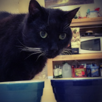 CTOR Short: The Cat Who Broke his Sweet Tooth