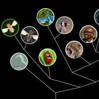 63: CTOR Bites -Sama Ahmed Three Minute Thesis