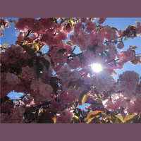 Action and Reaction: Laws of Life