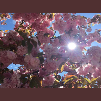 Kardec Radio Talk Shows