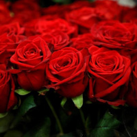 Pasadena Vs. Portland: Battle For The City of Roses