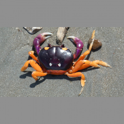 Uu Fellowship Of San Luis Obispo County