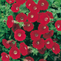 Mirror and Poppies In July by Sylvia Plath 