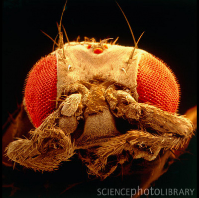 Oxford Brookes Centre For Health, Medicine And Society Podcasts