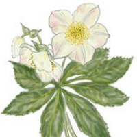 618. December by Dollie Radford