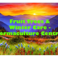 Fruit Trees  Winter Care - Permaculture Central