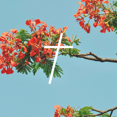 Trent Vineyard Talks