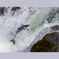 The Great Divorce 01 - The Road you are one - Preface through Chapter 3