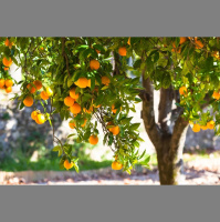 Ephesians 3:1-13 Sermon Podcast - For This Reason...