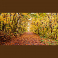 S6, Episode 1 - Changing Leaves in a New Season