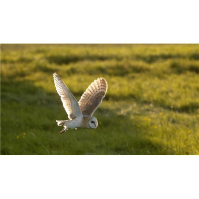 Sacred Shamanic Pathways With Eddie Mullins