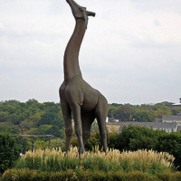 Live in the Parking Lot at the Dallas Zoo