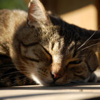 Deep Sleep Meditation