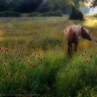 Childrens Horse relaxation meditation