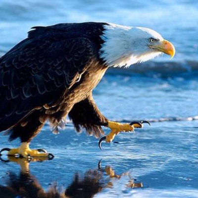 Medium Laura Evans Podcast