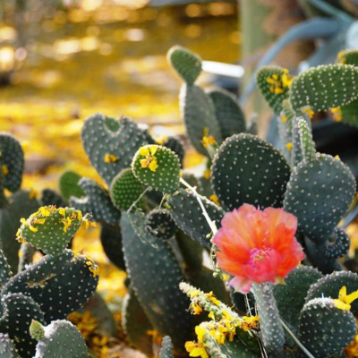 Medium Laura Evans Podcast