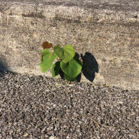 Seeding and Feeding your Soil for the Kingdom