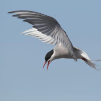 Migration: Long, Short, and In-Between