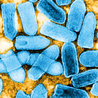 Microbiology Today: Arboviruses and their Vectors
