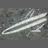 Podcast 109 - Dead Squids and Graptolites