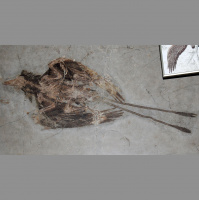 Podcast 119 - Dimorphic Dinosaurs