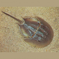 Podcast 106 - A Bunch of Living Fossils Four Years of Podcasting