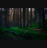 Podcast 276a - In the Woods Somewhere Part 1