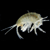 Podcast 93 - Alien Shrimp Thing Modern and Fossil Ecomorphy