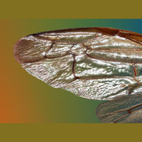 Podcast 190 - Arthropod Evo Devo