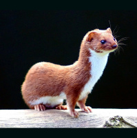 Podcast 160 - Weasel Time