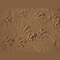 Podcast 277 - Bird Tracks For Fun and Profit