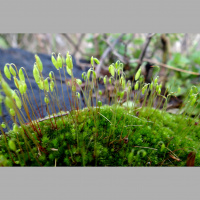 Podcast 191 - Turning Points in Plant History